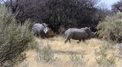 Rhino 4.JPG