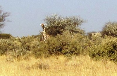 Girafe 1.JPG