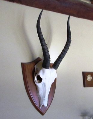 springbok.JPG