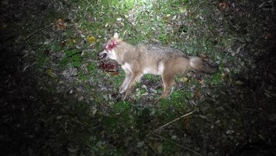 IMG_20171105_182746.jpg