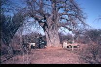 2 photo medium_Safari-on-move-Baobab._0.jpg