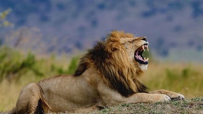lion.jpg