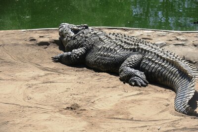 Croc.JPG