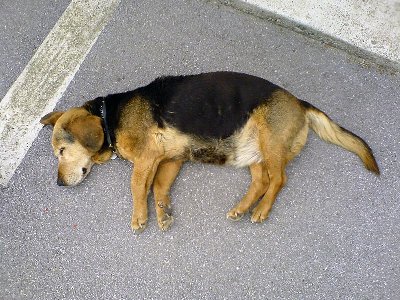 "Pas Otirač/Penzija" - Lela (R.I.P.) zadnjih par godina svojeg 17 godisnjeg zivota je ovako pred kucom provodila dane...